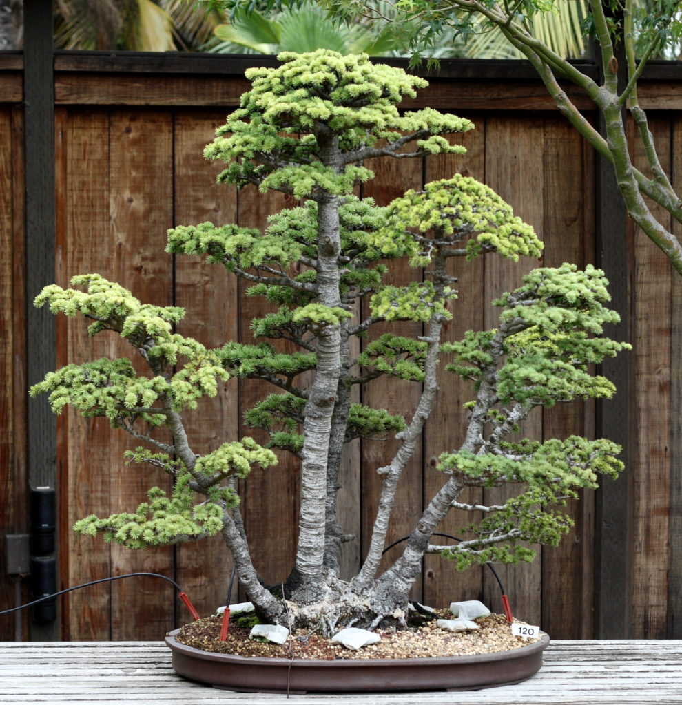 Atlas Cedar Bonsai Tree
