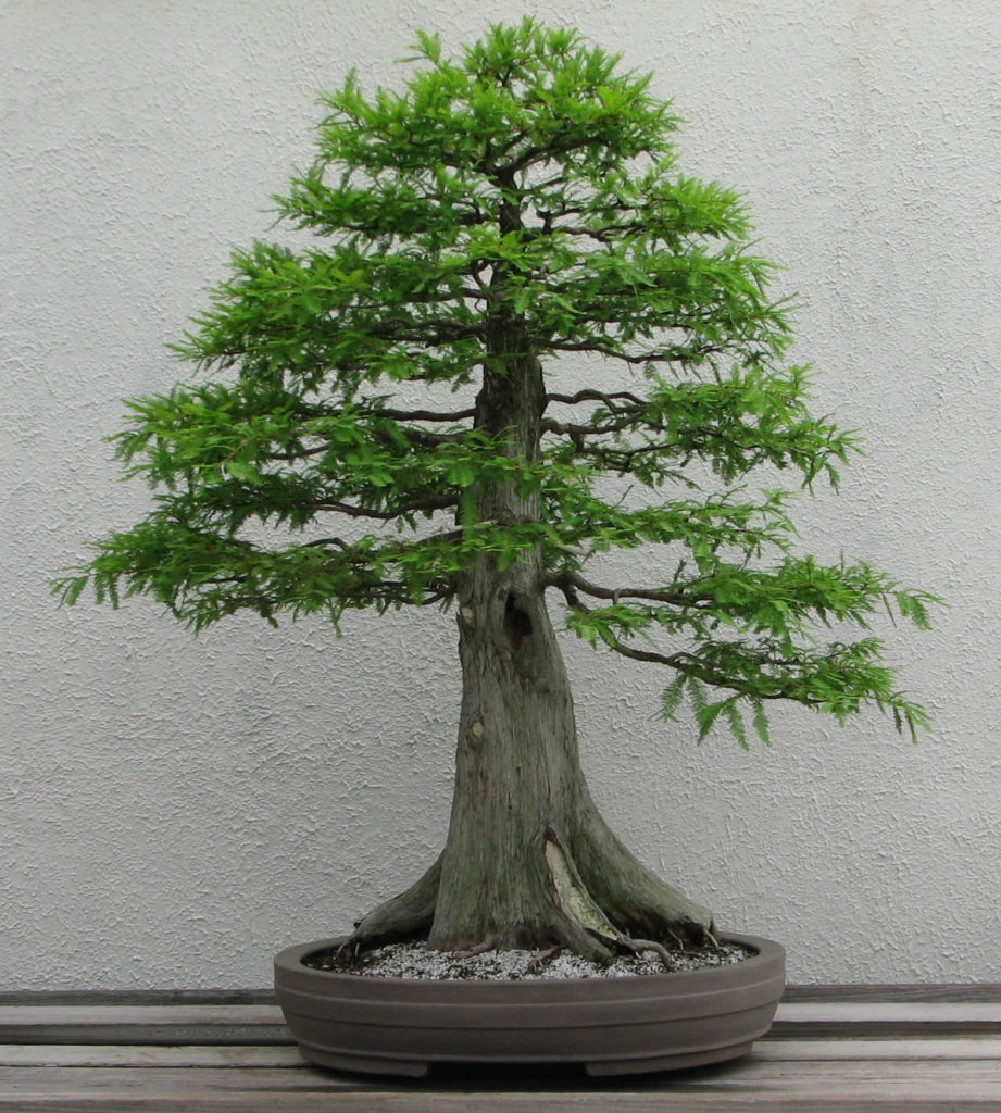 Bald Cypress Bonsai Tree