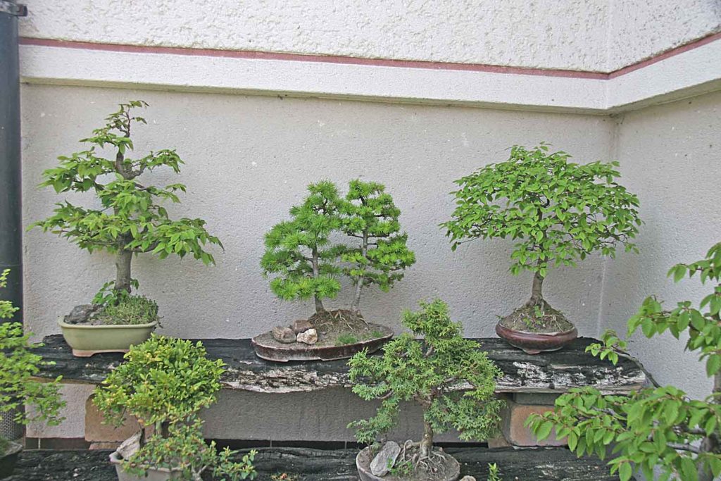 Bonsai Tree Nursery