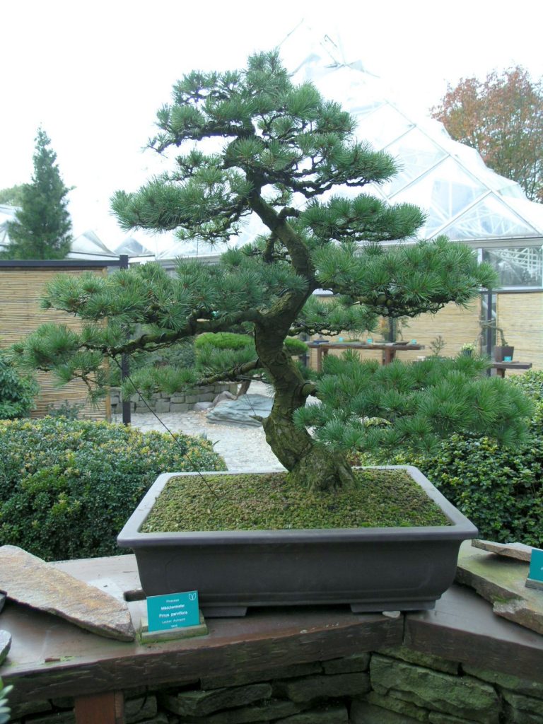 Pinus Parviflora Bonsai