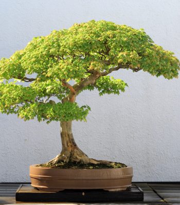 Trident Maple Bonsai Tree